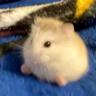 😌-Hamsters, Telegram Sticker