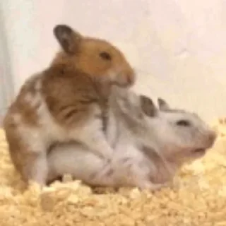 😋-Hamsters, Telegram Sticker