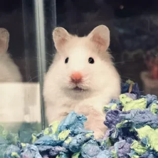 😅-Hamsters, Telegram Sticker