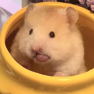 😛-Hamsters, Telegram Sticker