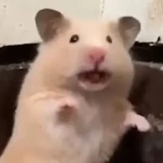 😦-Hamsters, Telegram Sticker