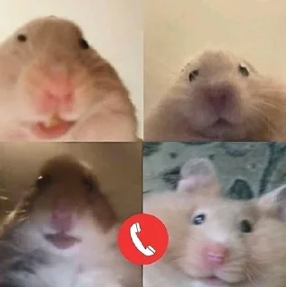 🤓-Hamsters, Telegram Sticker