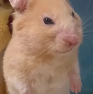😠-Hamsters, Telegram Sticker