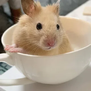 🤔-Hamsters, Telegram Sticker