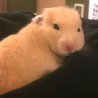 😒-Hamsters, Telegram Sticker