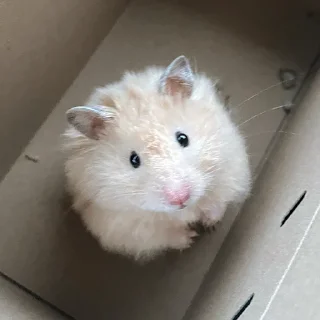 🥺-Hamsters, Telegram Sticker
