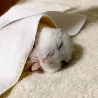 😴-Hamsters, Telegram Sticker