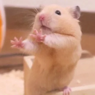 🤗-Hamsters, Telegram Sticker