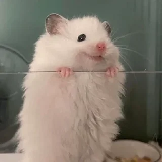 😊-Hamsters, Telegram Sticker