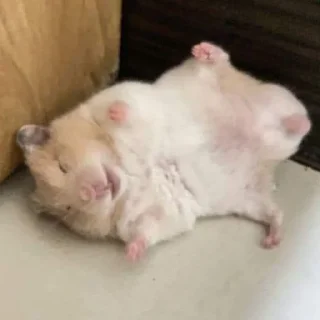 🤣-Hamsters, Telegram Sticker