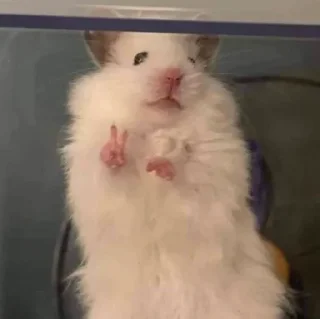 ✌️-Hamsters, Telegram Sticker