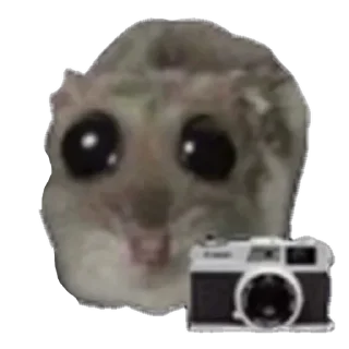 📸-sad hamster by weekkoi, Telegram Sticker
