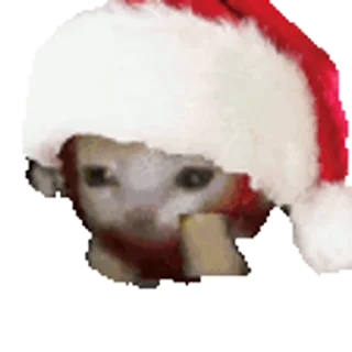 🐈-Happy @Katak66, Telegram Sticker