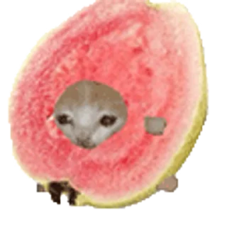 🐈-Happy @Katak66, Telegram Sticker