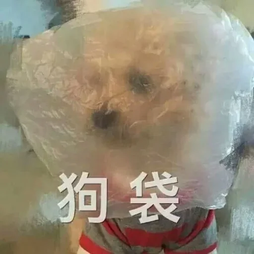 卡子的快乐生活 @J9_NB, telegram sticker