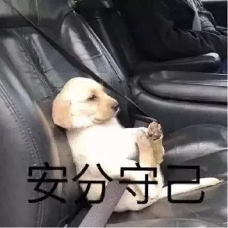 🐶-卡子的快乐生活 @J9_NB, Telegram Sticker
