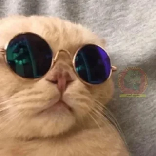 😎- BY ABS@IQ_ABS , Telegram Sticker