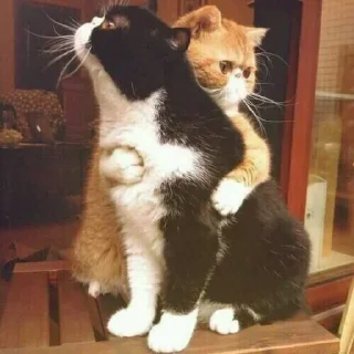 😻- BY ABS@IQ_ABS , Telegram Sticker