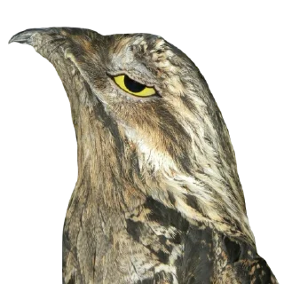 😎-Козодой @gnilyebaby, Telegram Sticker