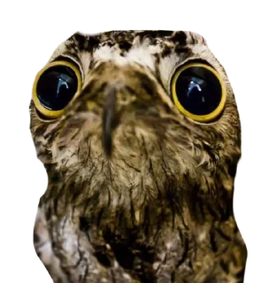 🥺-Козодой @gnilyebaby, Telegram Sticker