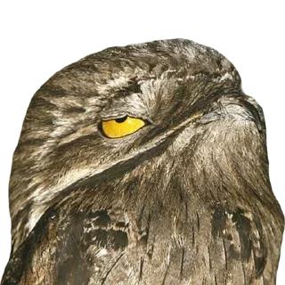 🙄-Козодой @gnilyebaby, Telegram Sticker