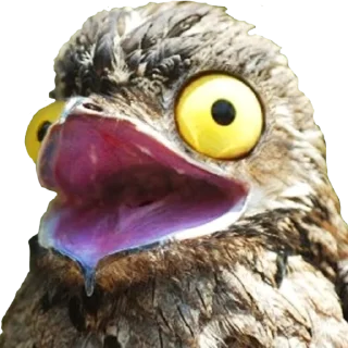 🧐-Козодой @gnilyebaby, Telegram Sticker