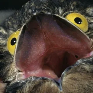 😱-Козодой @gnilyebaby, Telegram Sticker