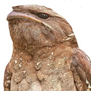 😡-Козодой @gnilyebaby, Telegram Sticker