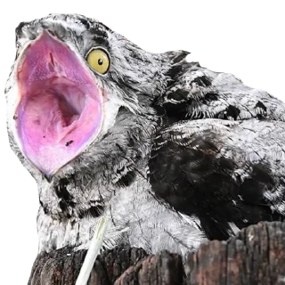 😳-Козодой @gnilyebaby, Telegram Sticker