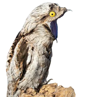 😳-Козодой @gnilyebaby, Telegram Sticker