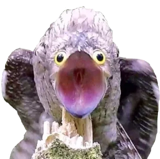 😱-Козодой @gnilyebaby, Telegram Sticker