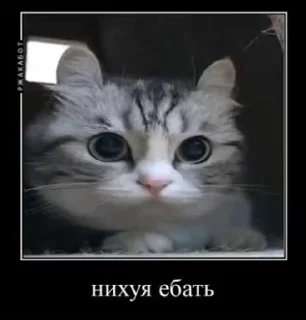 🌟-Мяу @shert_dialog, Telegram Sticker