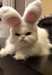 😡-Мяу @shert_dialog, Telegram Sticker