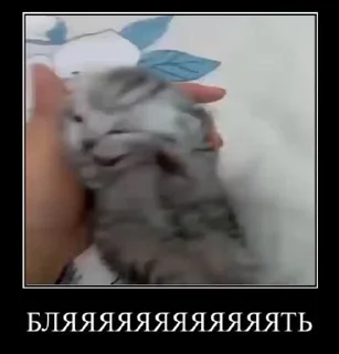 🌟-Мяу @shert_dialog, Telegram Sticker