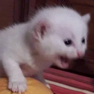 🤬-Мяу @shert_dialog, Telegram Sticker