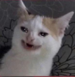 😭-جود و لين تاج راسكم, Telegram Sticker