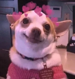💞-جود و لين تاج راسكم, Telegram Sticker