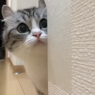 👀-lots of cats | @isaiahscape, Telegram Sticker