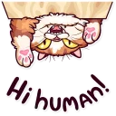 👋-Meme Cats, Telegram Sticker