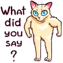 💪-Meme Cats, Telegram Sticker