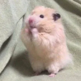 ☺️-Забавные животные 2 (@safthome), Telegram Sticker
