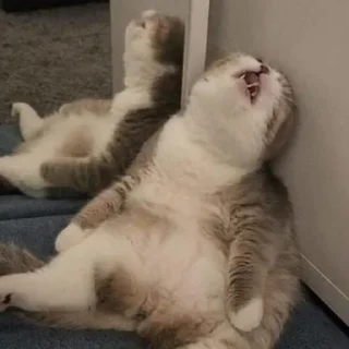 😩-Забавные животные 2 (@safthome), Telegram Sticker