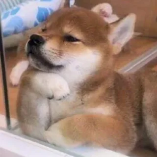 🤔-Забавные животные 2 (@safthome), Telegram Sticker