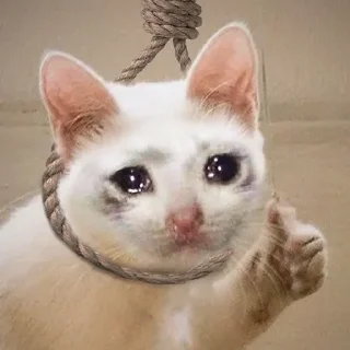🥺-Забавные животные 2 (@safthome), Telegram Sticker