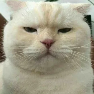 😑-Забавные животные 2 (@safthome), Telegram Sticker