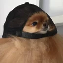 🙁-Забавные животные 2 (@safthome), Telegram Sticker