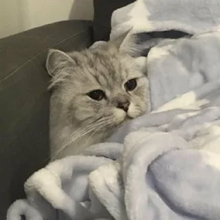 😴-Забавные животные 2 (@safthome), Telegram Sticker