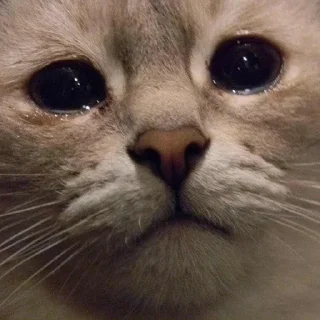 🥺-Забавные животные 2 (@safthome), Telegram Sticker