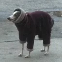 😣-Забавные животные 2 (@safthome), Telegram Sticker