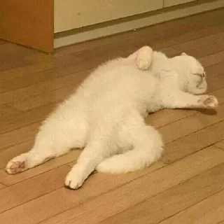 😴-Забавные животные 2 (@safthome), Telegram Sticker